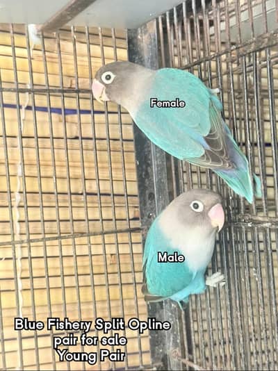 Love Birds pair and Breeding Box sale