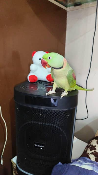raw parrot male