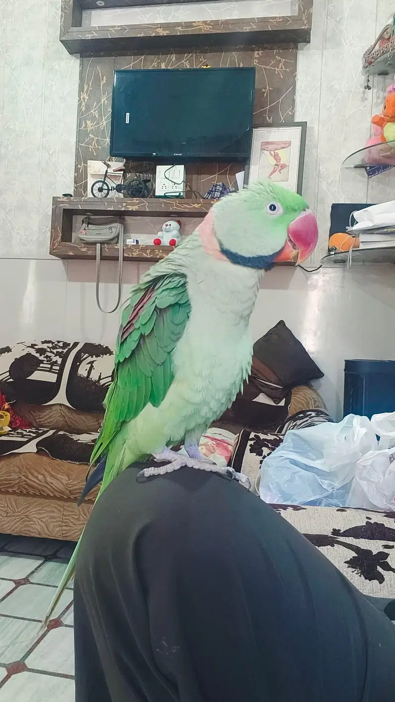 raw parrot male — photo 2