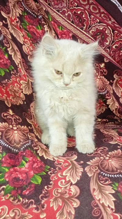 Persian kitten | Siamese | Blue Eyes | white| Cat | Persian | cat