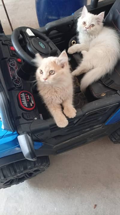 Persian kitten | Siamese | Blue Eyes | white| Cat | Persian | cat