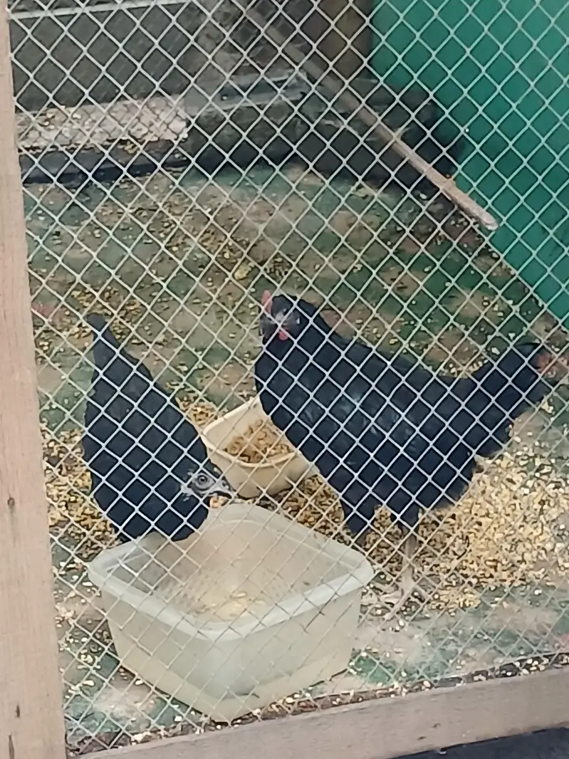 pair of chicks — photo 2