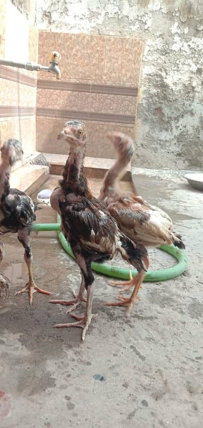mianwali Aseel chicks available health and active