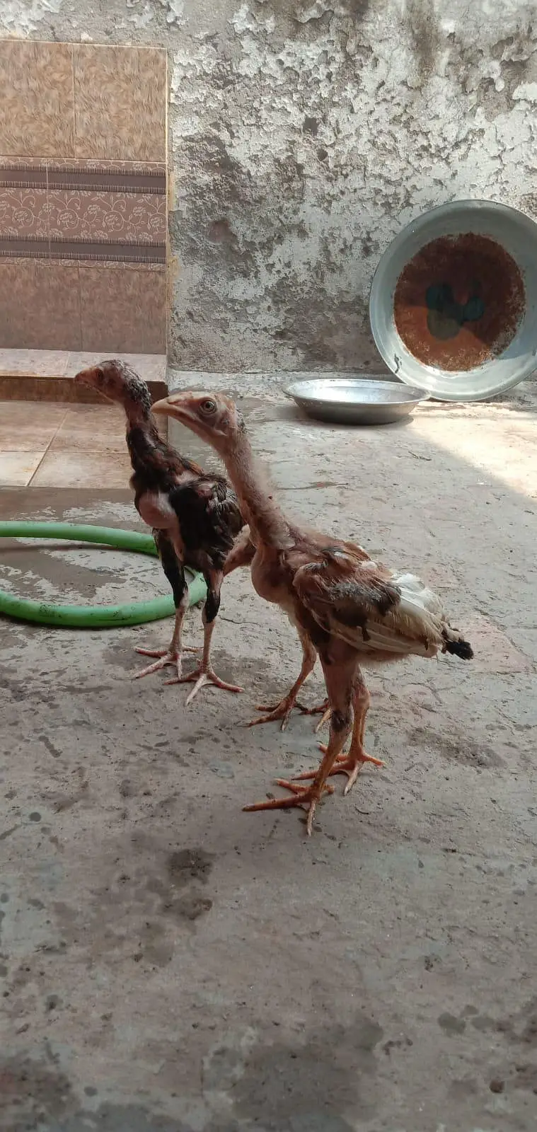 mianwali Aseel chicks available health and active — photo 2