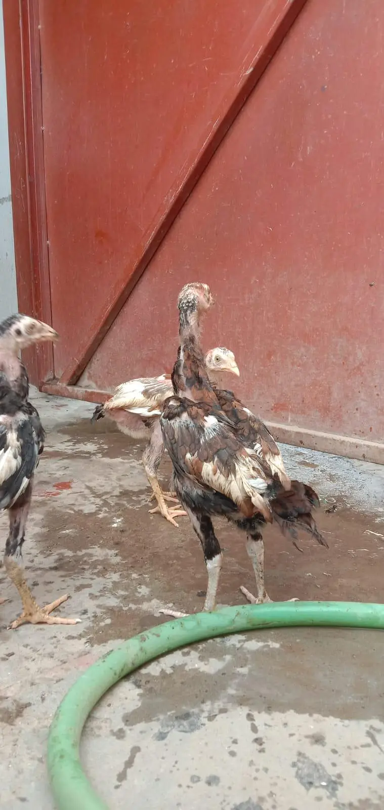 mianwali Aseel chicks available health and active — photo 3