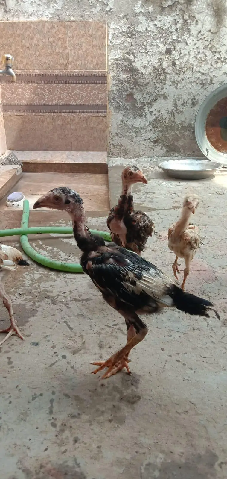 mianwali Aseel chicks available health and active — photo 4