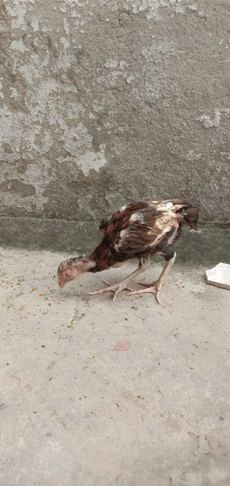 mianwali Aseel chicks available health and active — photo 5