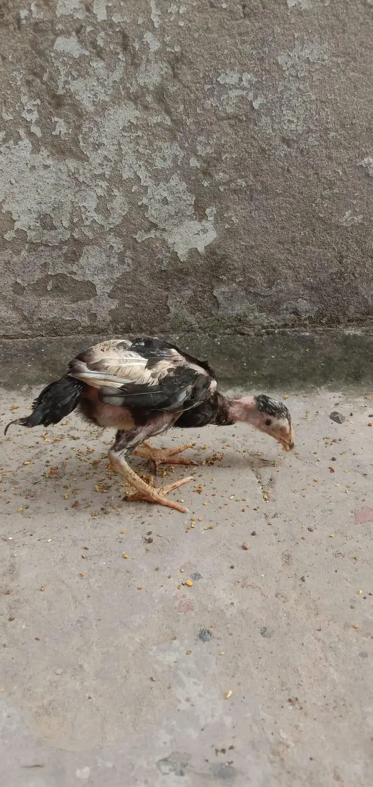 mianwali Aseel chicks available health and active — photo 6