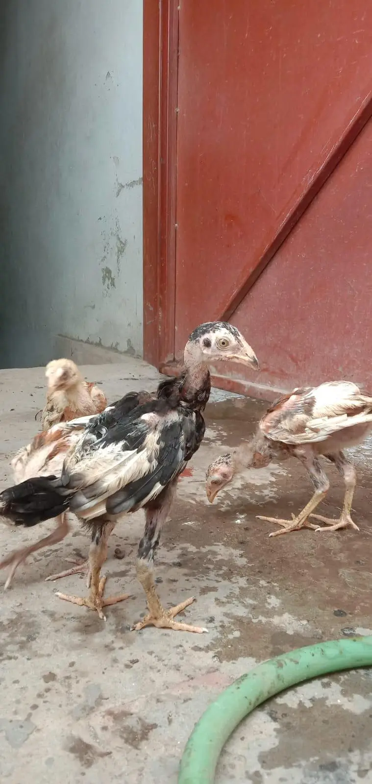 mianwali Aseel chicks available health and active — photo 7