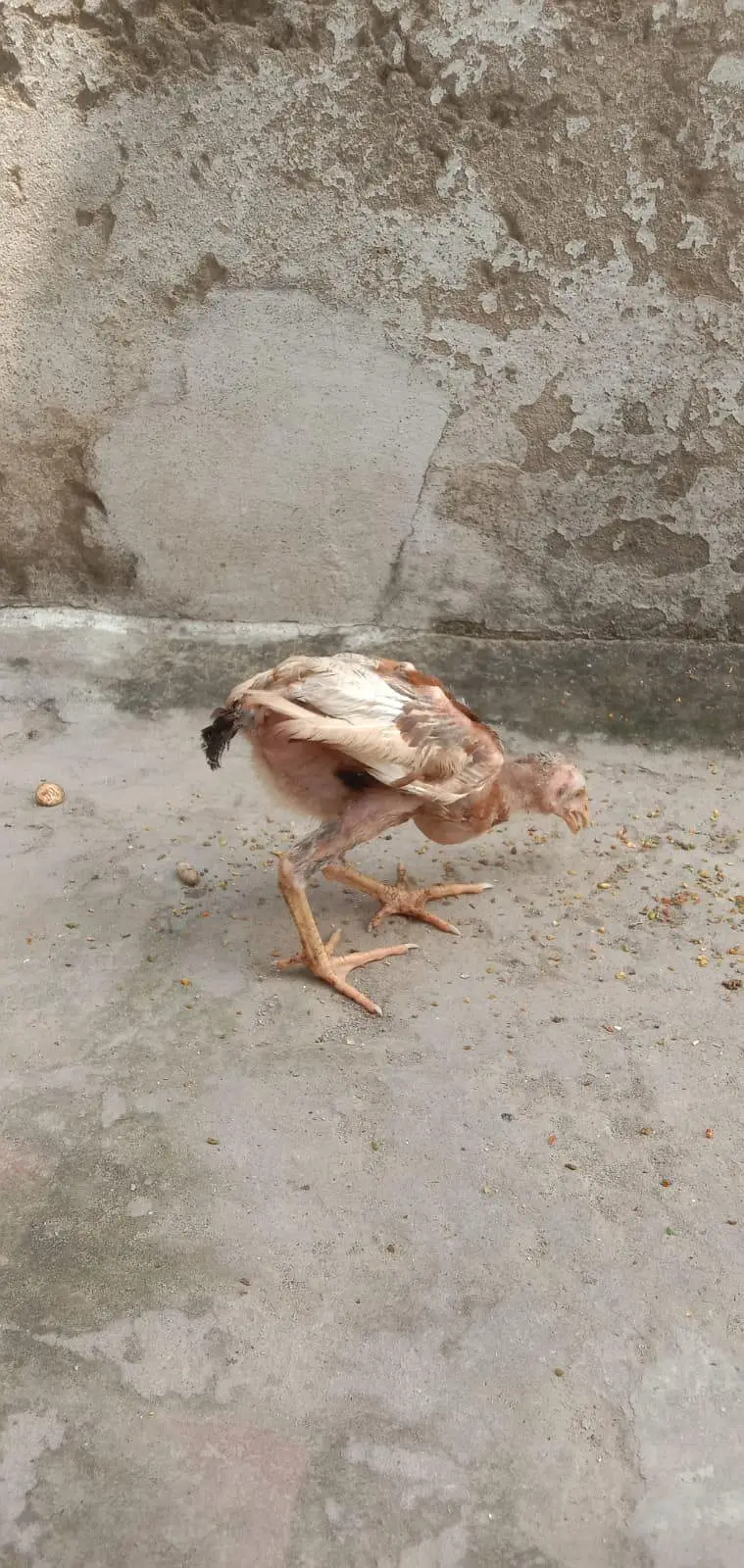 mianwali Aseel chicks available health and active — photo 8