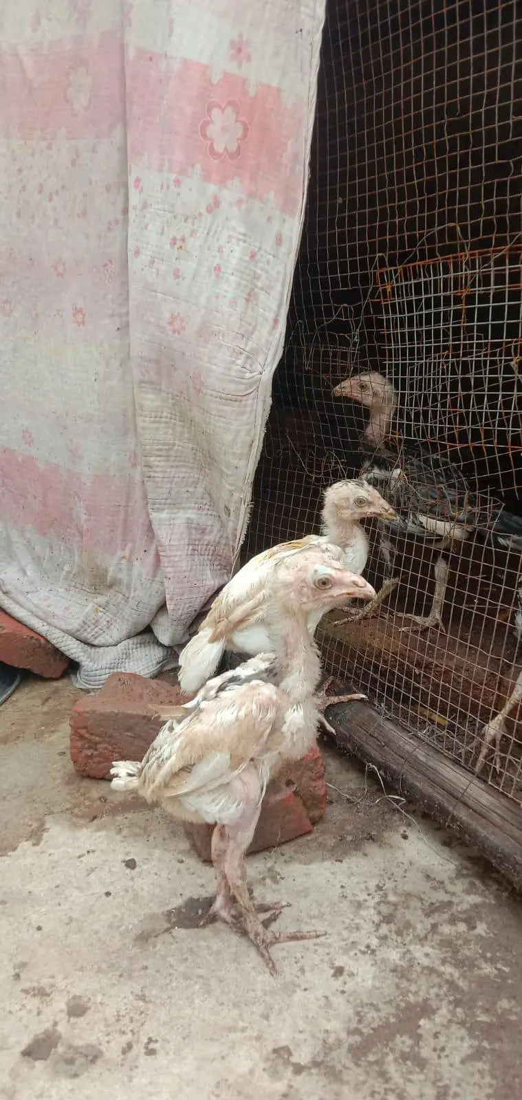 mianwali Aseel chicks available health and active — photo 9