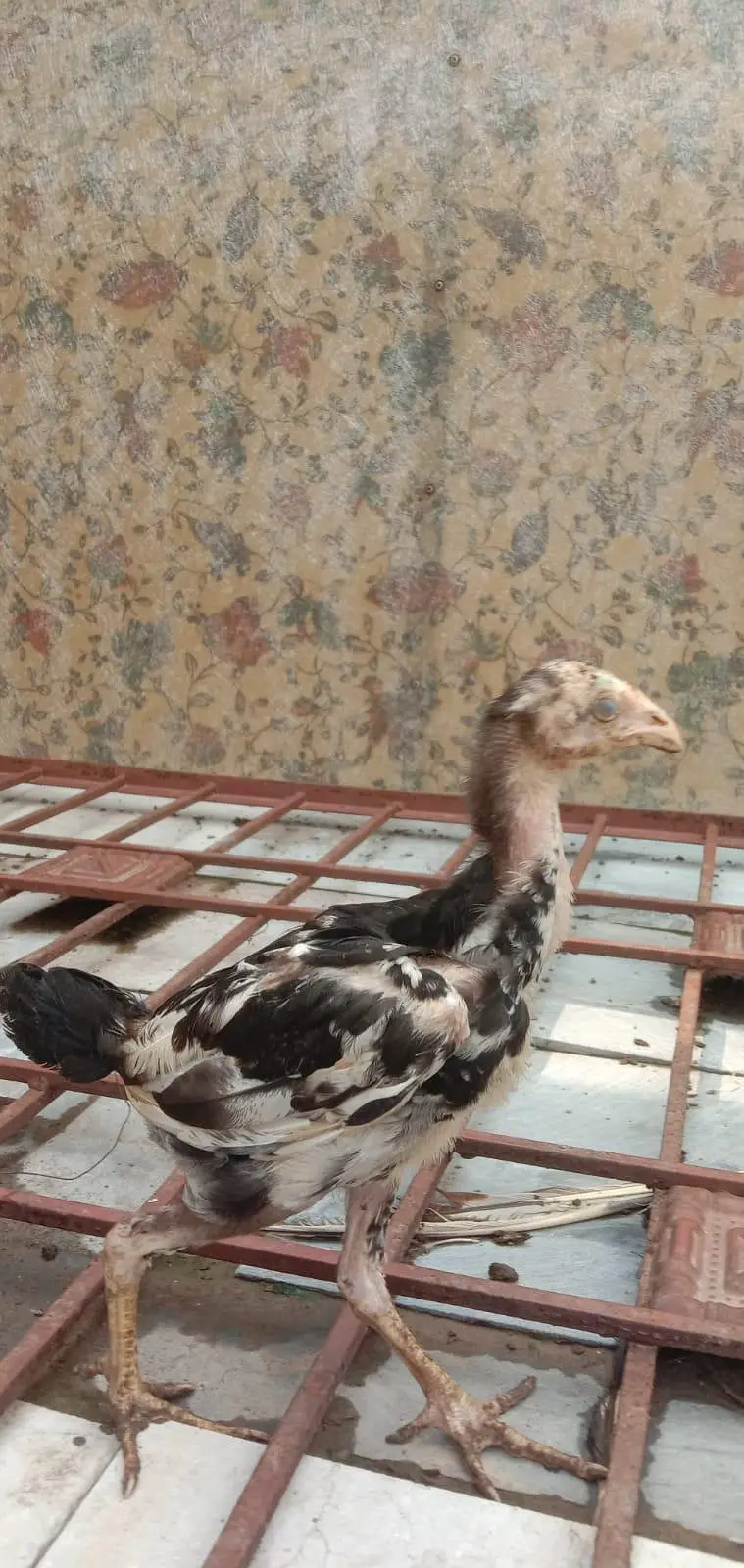 mianwali Aseel chicks available health and active — photo 10