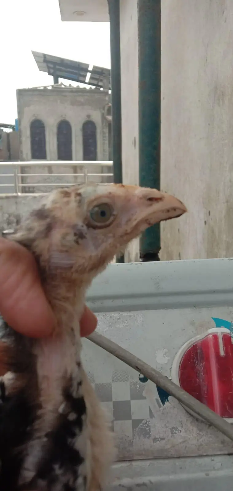 mianwali Aseel chicks available health and active — photo 11