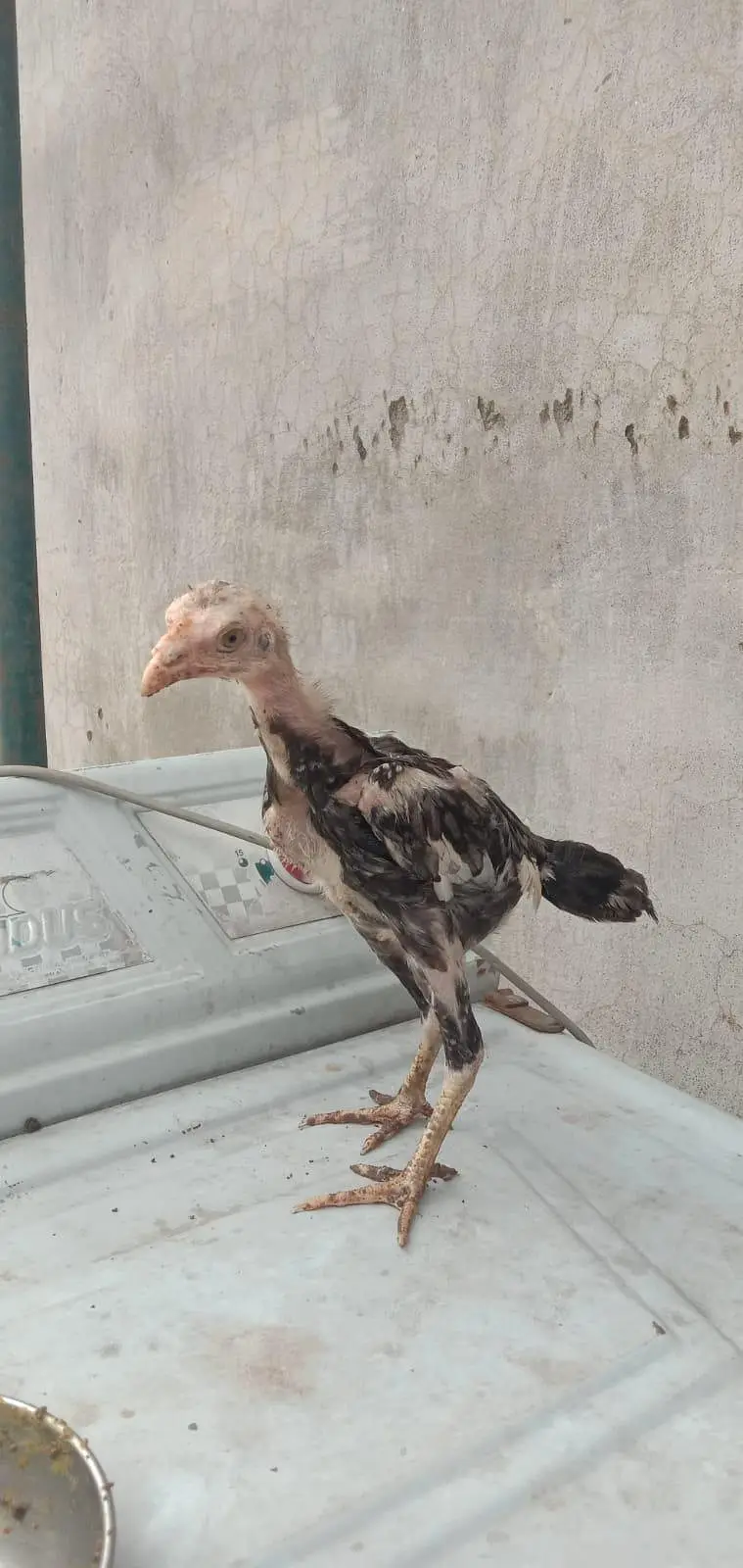 mianwali Aseel chicks available health and active — photo 12