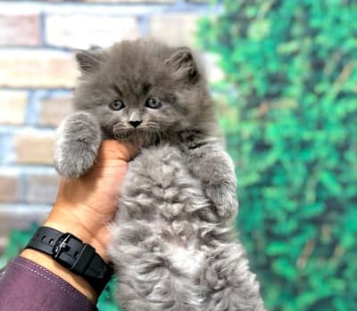 Persian kittens. Whatapp//0370//4602354