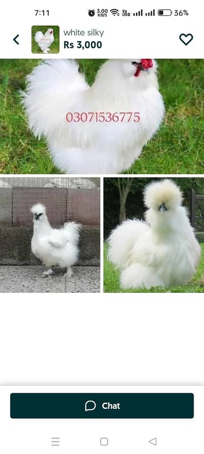 silky male out class