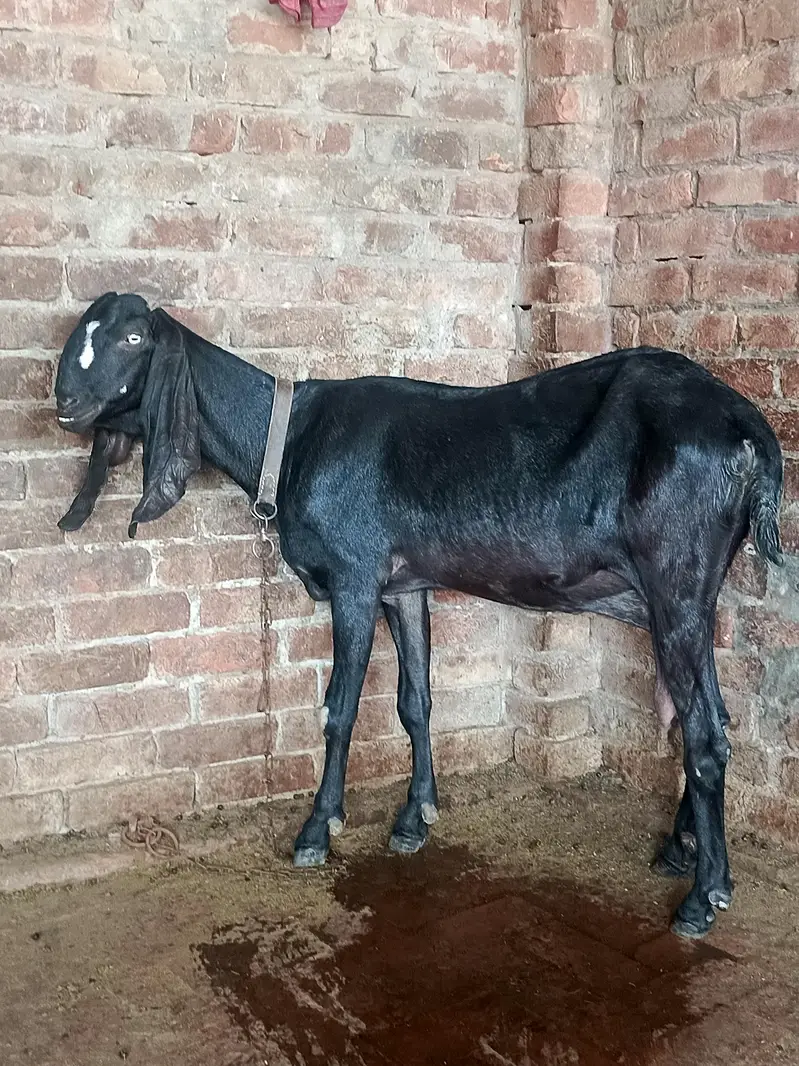 betle bkri achi height length wli age 6 dant — photo 3