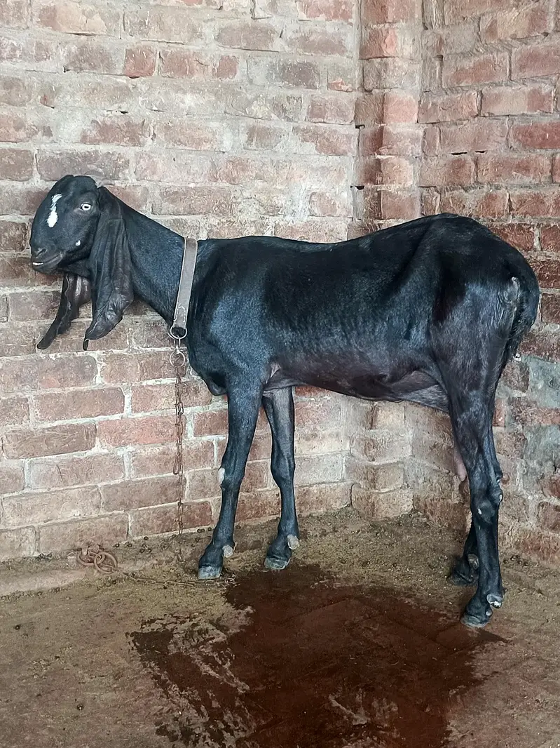 betle bkri achi height length wli age 6 dant — photo 4