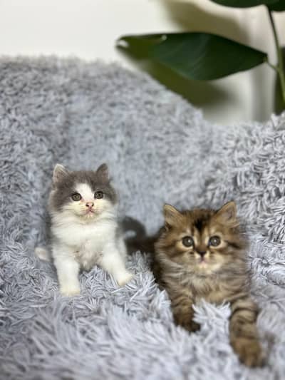 persian grey ,white, tabby, fawn, ginger kitten