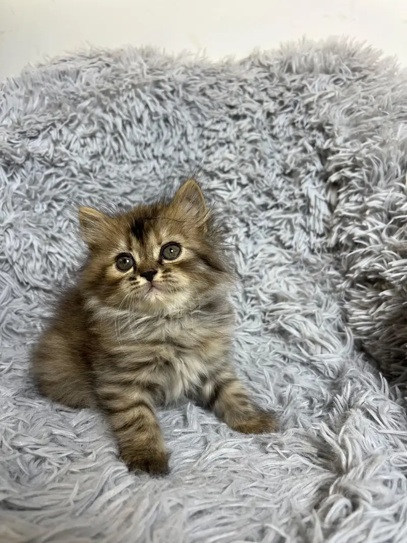 persian grey ,white, tabby, fawn, ginger kitten — photo 2