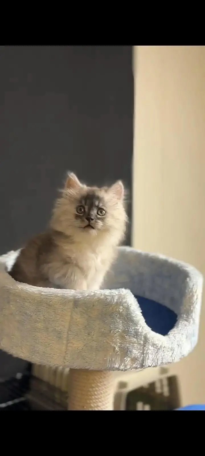 persian grey ,white, tabby, fawn, ginger kitten — photo 4
