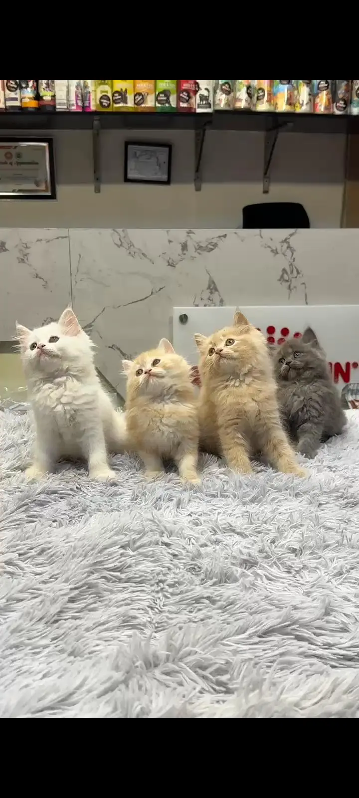 persian grey ,white, tabby, fawn, ginger kitten — photo 5