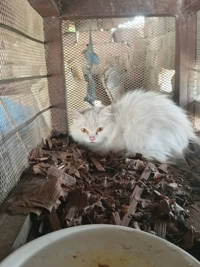 Persian