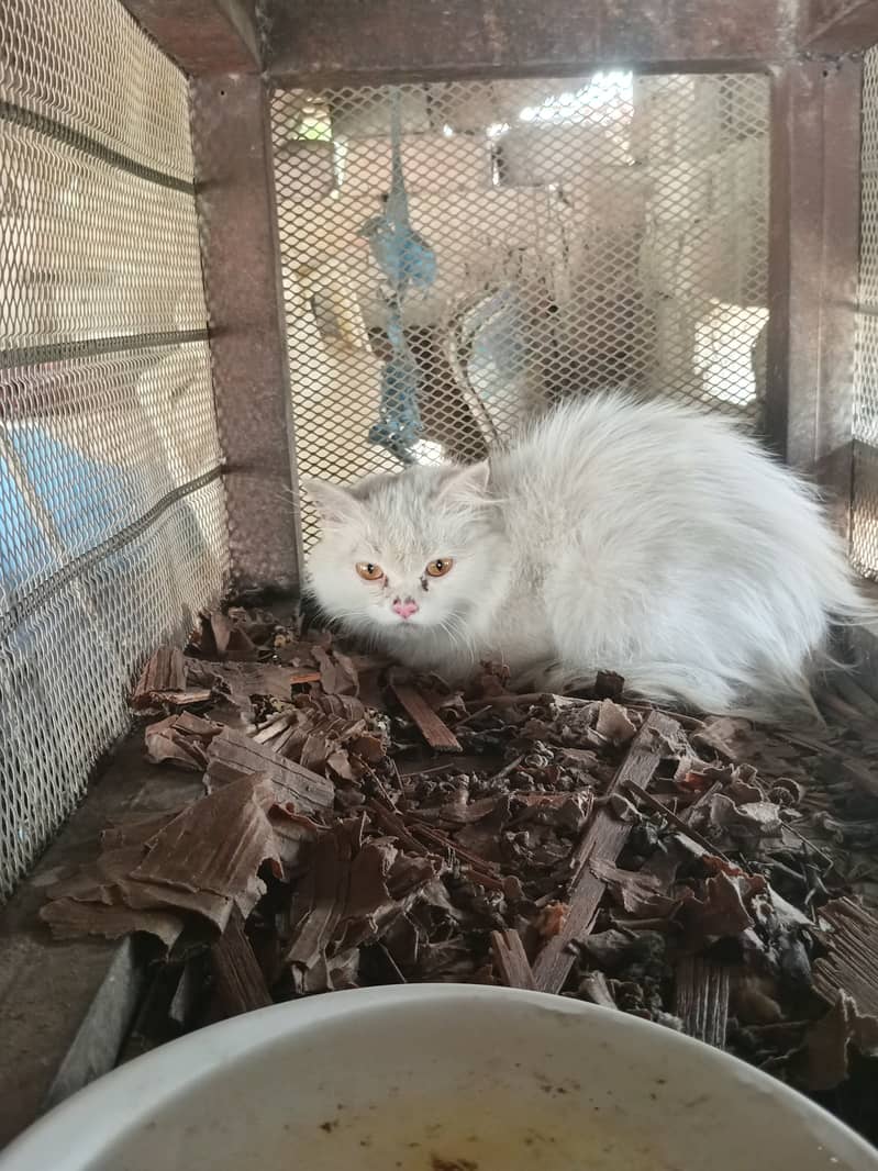 Persian 0
