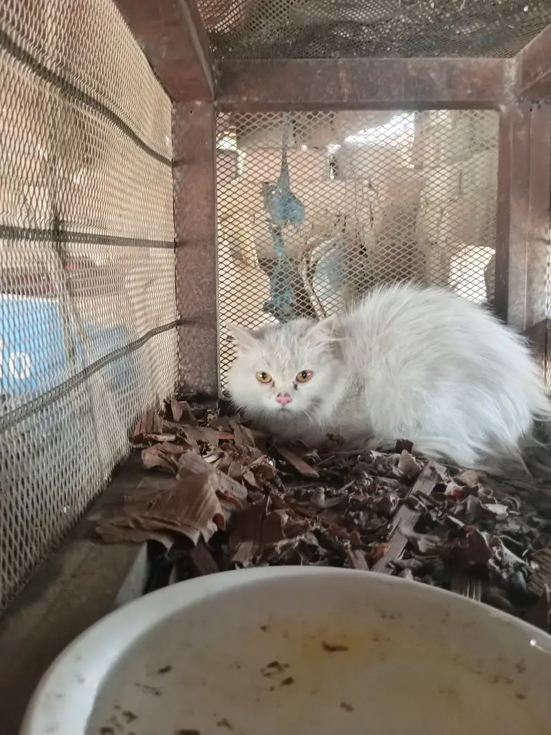 Persian — photo 5