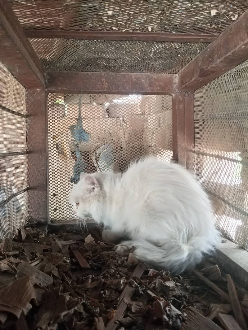 Persian 5
