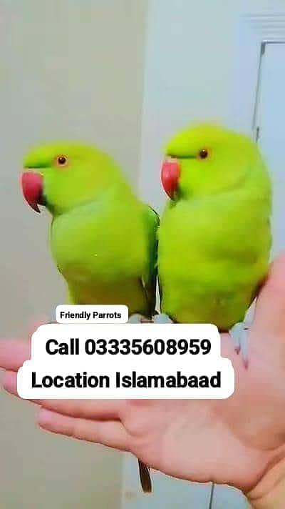 Single 5,000 Fixed Hand Tamed Green Ring Neck Male/Female Parrots