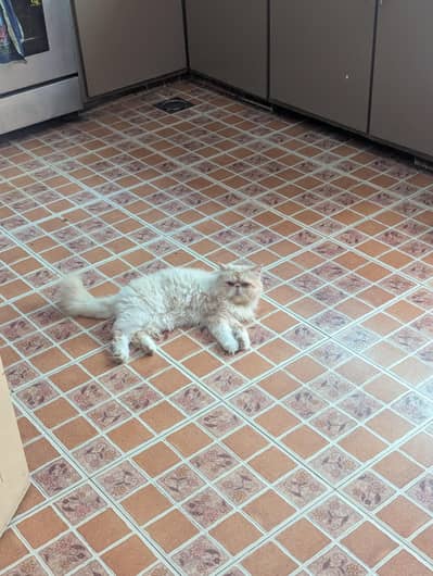 Persian cat double punch face