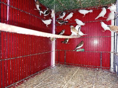 Bangalese finches