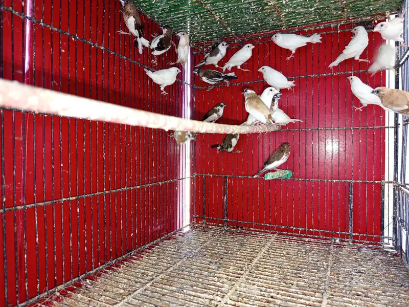 Bangalese finches
