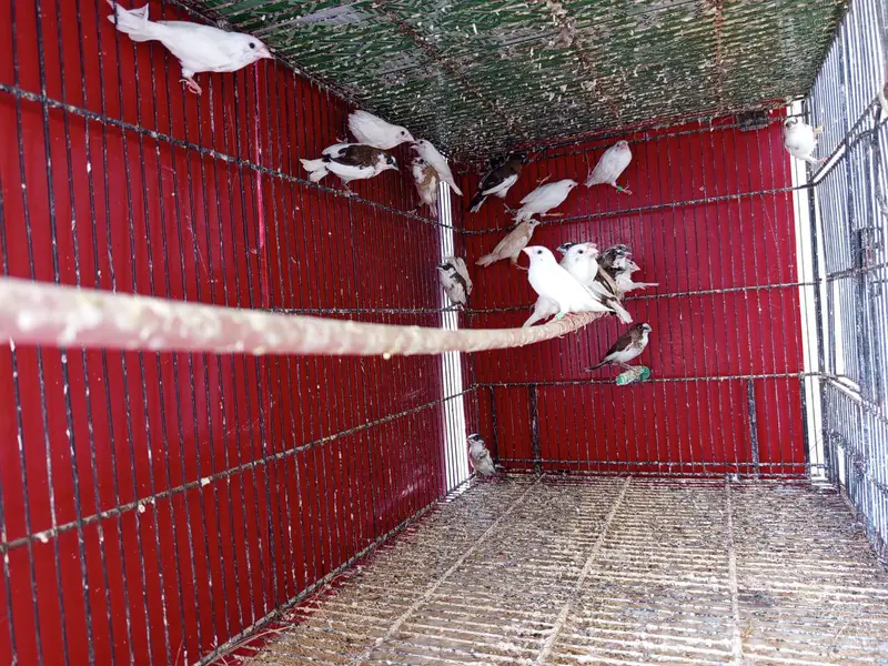 Bangalese finches — photo 2