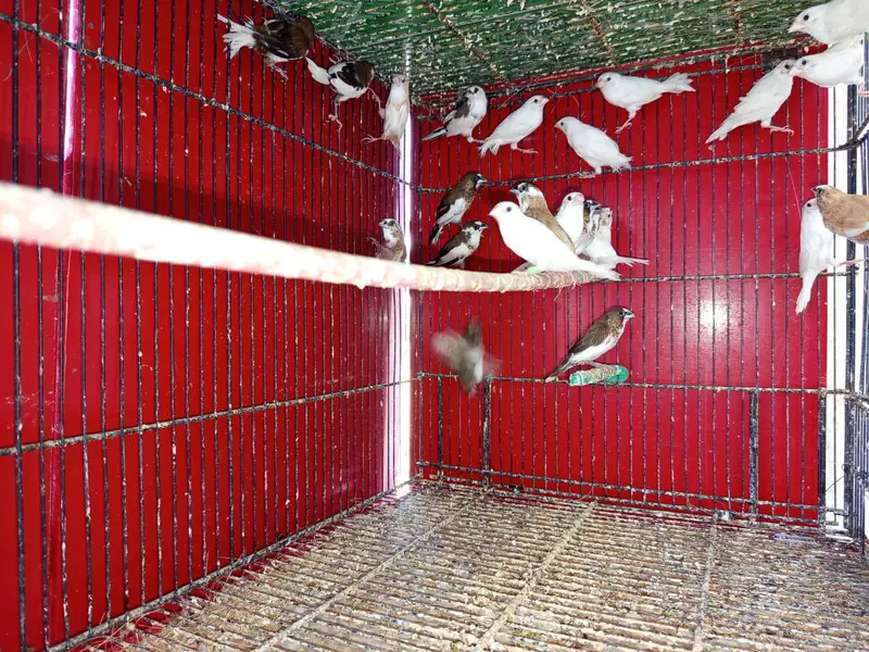 Bangalese finches — photo 3
