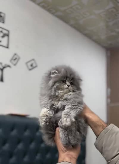 Persian kittens. Whatapp//0370460//2354 Shehnaz Begum Jazzcash