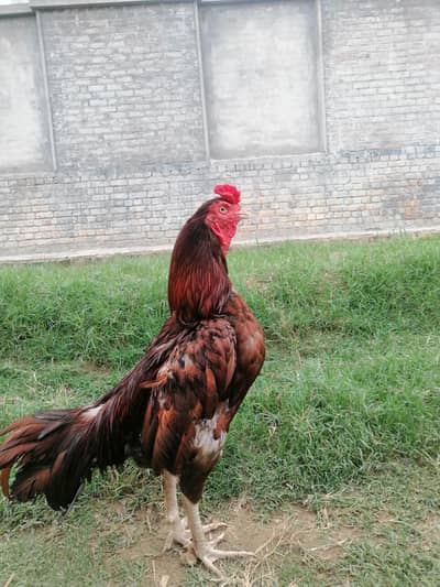 breeder bird