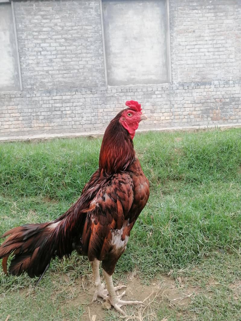 breeder bird 1