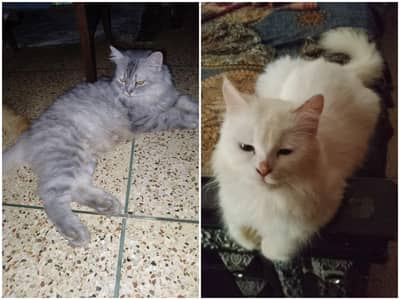 purcian breedar cats triple cot hen trim karwai hoi hen