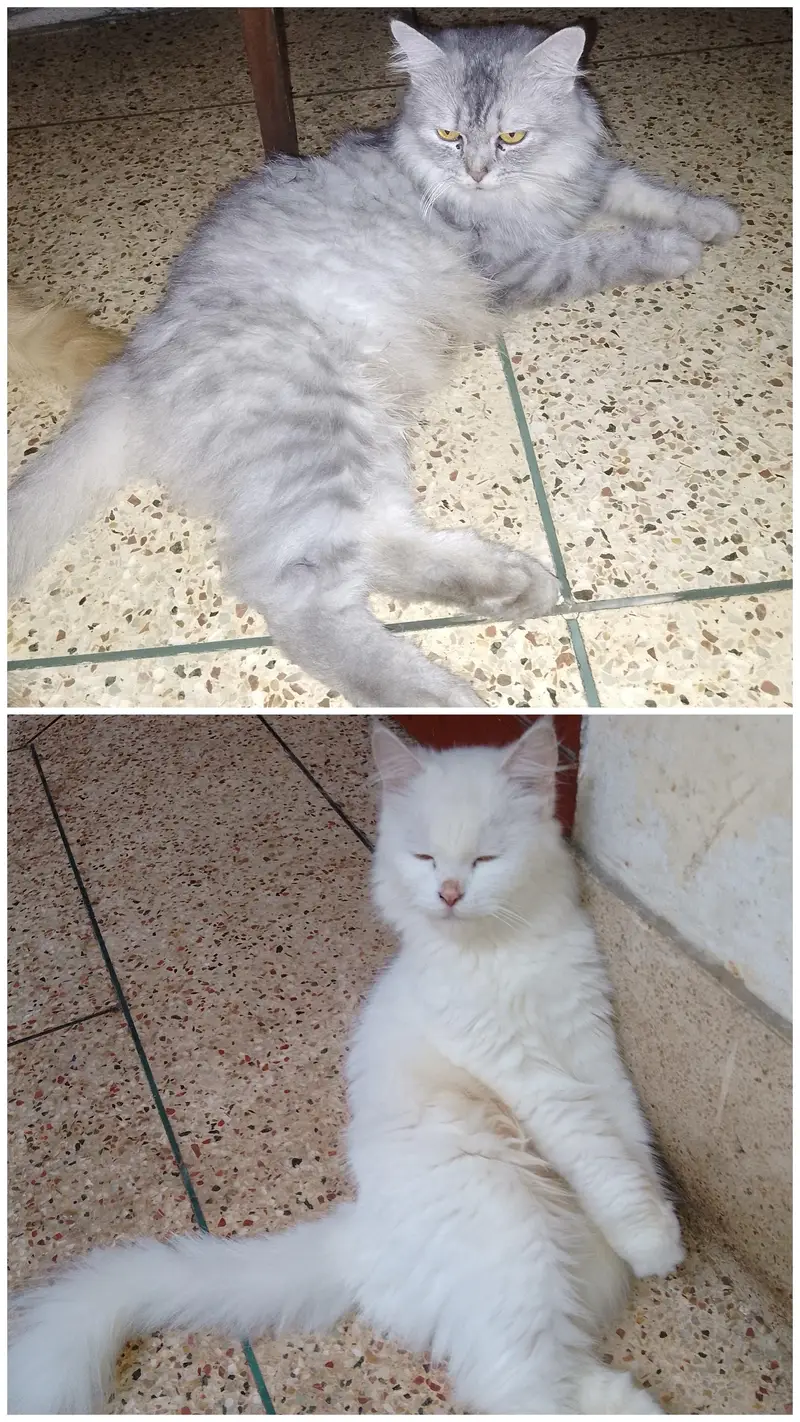 purcian breedar cats triple cot hen trim karwai hoi hen — photo 2