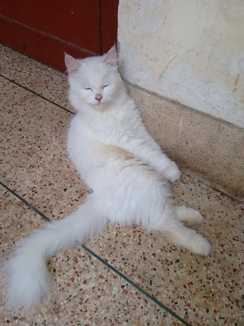 purcian breedar cats triple cot hen trim karwai hoi hen — photo 3