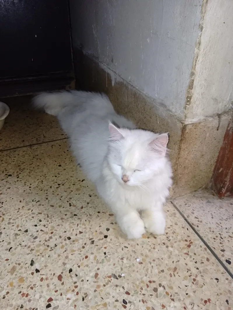 purcian breedar cats triple cot hen trim karwai hoi hen — photo 4
