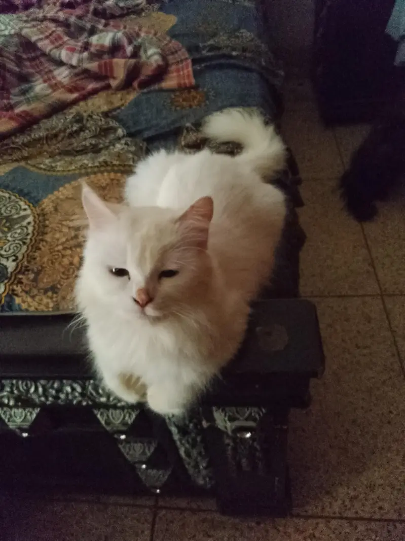 purcian breedar cats triple cot hen trim karwai hoi hen — photo 5