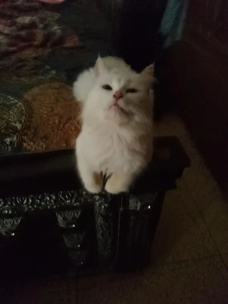 purcian breedar cats triple cot hen trim karwai hoi hen — photo 6