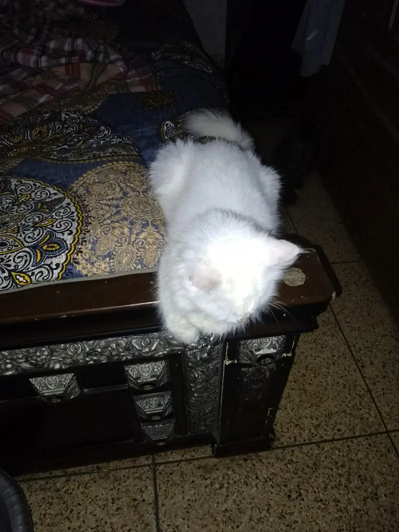 purcian breedar cats triple cot hen trim karwai hoi hen — photo 7