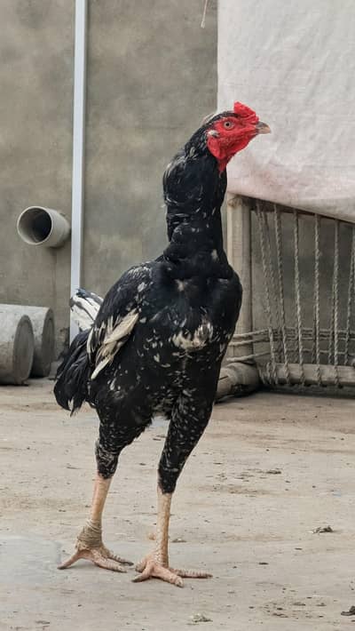 Aseel Murga For sell  - 2 Years Old ||White Eyes ,Laal doora