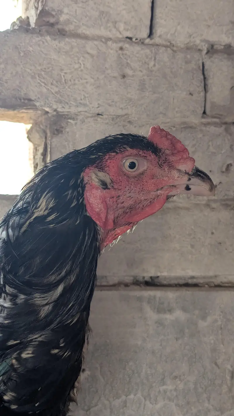 Aseel Murga For sell  - 2 Years Old ||White Eyes ,Laal doora — photo 2