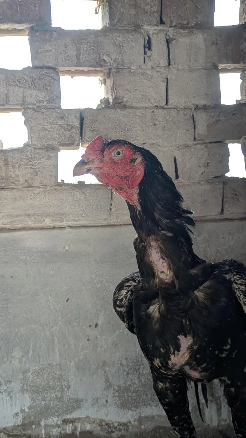 Aseel Murga For sell  - 2 Years Old ||White Eyes ,Laal doora — photo 3