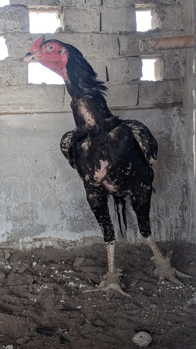 Aseel Murga For sell  - 2 Years Old ||White Eyes ,Laal doora — photo 4